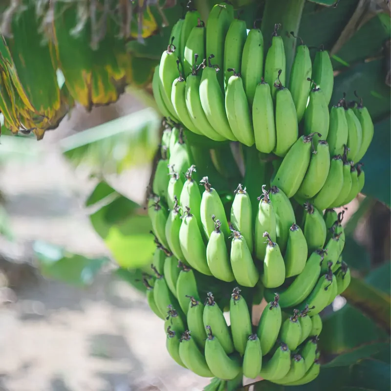 Fresh Banana