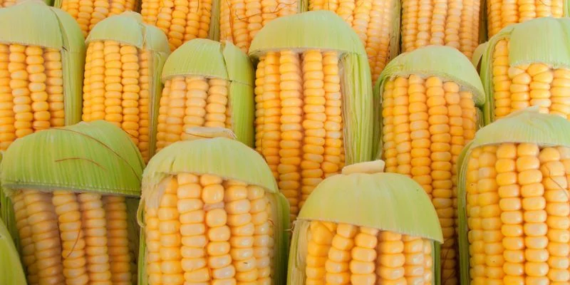 Maize Corn